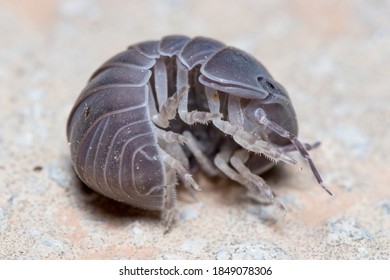 Roly Poly Bug, Armadillidium Vulgare, Trying To Get On His Feet Again