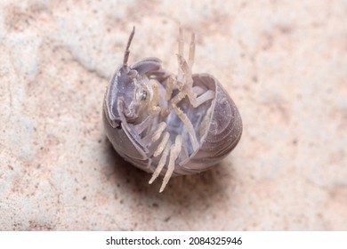 Roly Poly Bug, Armadillidium Vulgare, Trying To Get On His Feet Again