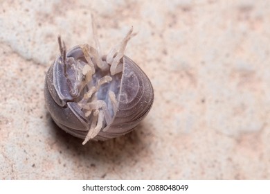 Roly Poly Bug, Armadillidium Vulgare, Trying To Get On His Feet Again