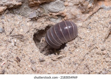 Roly Poly Bug, Armadillidium Vulgare, Walking Into A Hole On The Floor