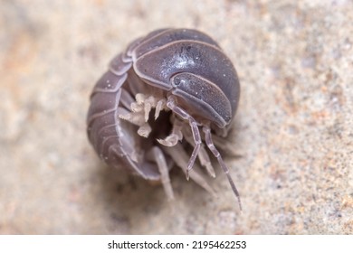 Roly Poly Bug, Armadillidium Vulgare, Trying To Get On His Feet Again