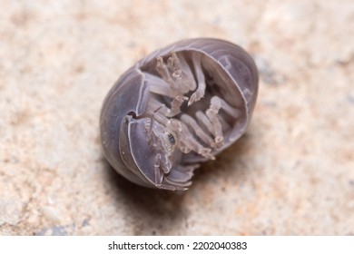 Roly Poly Bug, Armadillidium Vulgare, Trying To Get On His Feet Again