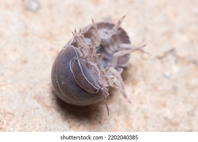 Roly Poly Bug, Armadillidium Vulgare, Trying To Get On His Feet Again