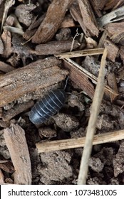 Roly Poly Bug Macro Shot