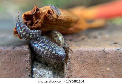 Roly Poly Bug, Pill Bug, Armadillidiidae