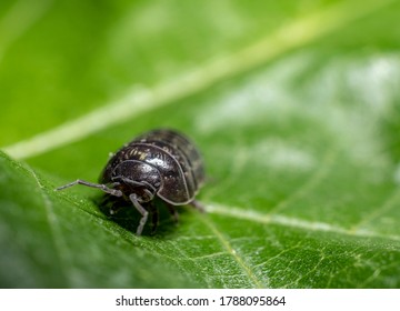 Roly Poly green background front view (Pill Bug Armadillidium)