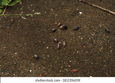 Roly poly, Pill bugs on the ground