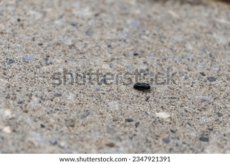 A roly-poly on pebbles - close-up of a black pill bug crawling on a rough concrete surface with small stones - blurred background