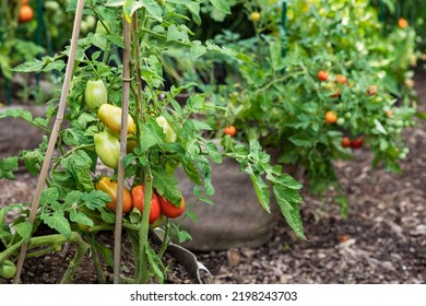 Roma Paste And Cherry Tomatoes Growing In A Fabric Grow Bags In Container Garden