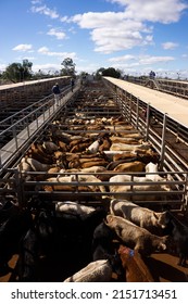 Roma, Queensland, Australia - April 2019; Pens of beef cattle waiting for auction at Roma sales yards stockyards in outback Queensland, Australia.             