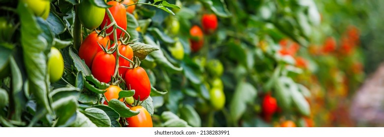 Roma Tomato farming, banner. Many tomato plants in greenhouse with  Delicious cherry Tomatoes - Powered by Shutterstock