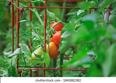 Roma Tomatoes Growing In Tomato Cages Ripening On The Vine In An Organic Home Kitchen Garden