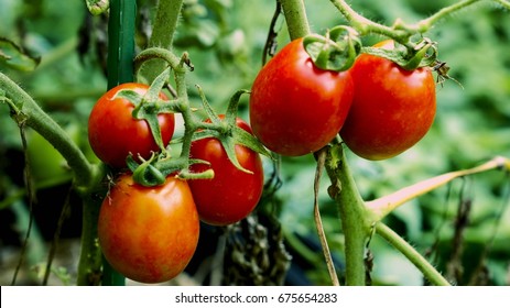 Roma Tomatoes On Vine