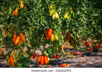 Roma Tomatoes With Red Long Plum-shaped Fruits. Growing Red Cherry Roma Tomato In Garden Row. Delicious Heirloom Tomato Vine.