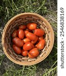 Roma tomatoes in a sun drenched basket.