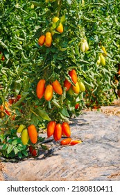 Roma Tomatoes Variety With Long Plum-shaped Fruits. Growing Red Cherry Roma Tomato In Garden Row. Delicious Heirloom Tomato Vine.