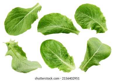 Romain Lettuce leaf isolated on white background, clipping path, full depth of field - Powered by Shutterstock