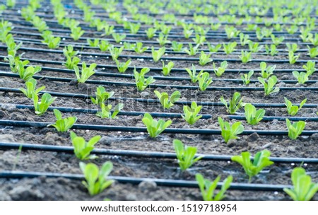 
Romain seedlings planted under drip irrigation in the field.
Agriculture concept