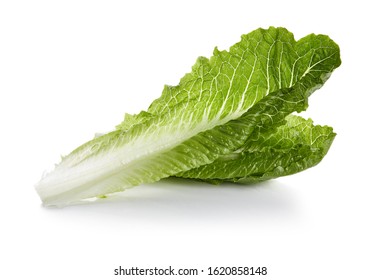 Romaine Hearts Isolated On White