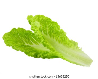 Romaine Lettuce