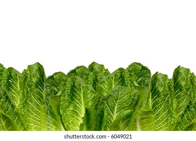 Romaine Lettuce Border Isolated Over White