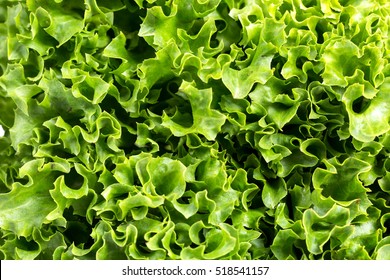 Romaine Lettuce Close Up