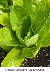 Romaine Lettuce Growing In Garden