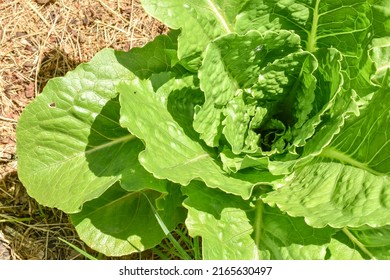 Romaine Lettuce Growing In Raised Garden Bed