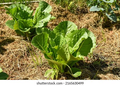 Romaine Lettuce Growing In Raised Garden Bed