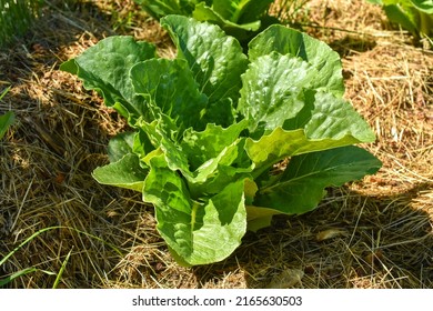 Romaine Lettuce Growing In Raised Garden Bed