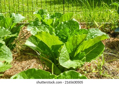 Romaine Lettuce Growing In Raised Garden Bed