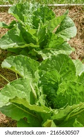 Romaine Lettuce Growing In Raised Garden Bed