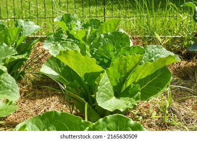 Romaine Lettuce Growing In Raised Garden Bed