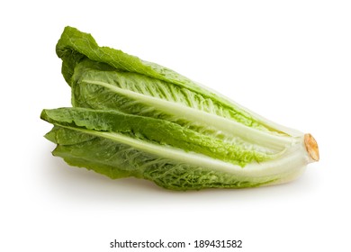 Romaine Lettuce Isolated