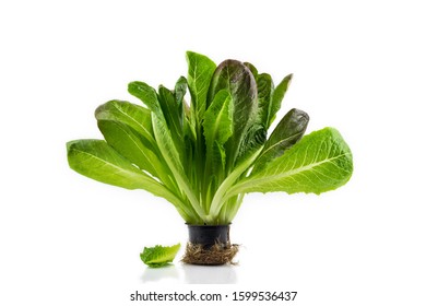 Romaine Lettuce Plant In Black Plastic Pot With Roots Isolated On White Background. Fresh Green Salad. Organic Vegetables, Bio Healthy Food