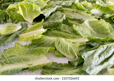 Romaine Lettuce, Split And Washed, Ready To Eat