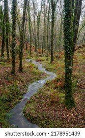 A Roman Road Deep In The Lush Green Forests Of Mata Da Albergaria In The National Park Peneda Gerês In Northern Portugal