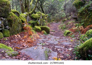 A Roman Road Deep In The Lush Green Forests Of Mata Da Albergaria In The National Park Peneda Gerês In Northern Portugal