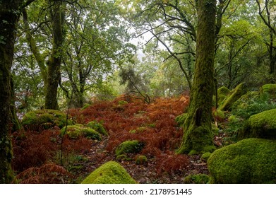 A Roman Road Deep In The Lush Green Forests Of Mata Da Albergaria In The National Park Peneda Gerês In Northern Portugal