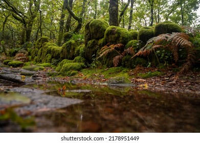 A Roman Road Deep In The Lush Green Forests Of Mata Da Albergaria In The National Park Peneda Gerês In Northern Portugal