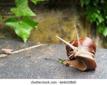 roman snail