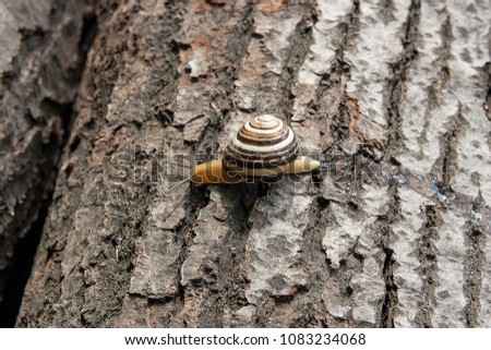 Roman Snail - Helix pomatia. Helix pomatia, common names the Roman, Burgundy, Edible snail or escargot. Close up view of small vivid snail crawling on the trunk of old aspentree trunk. 
