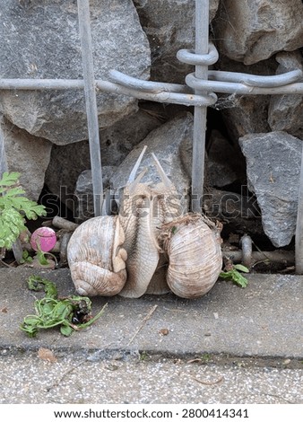Roman snails mating Close up
