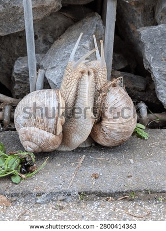 Roman snails mating Close up