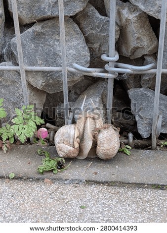 Roman snails mating Close up