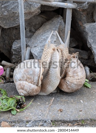Roman snails mating Close up