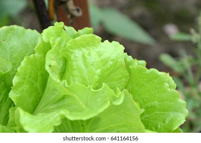 Romane Lettuce Images, Stock Photos & Vectors | Shutterstock