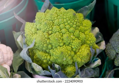 Romanesco broccoli or Romanesco cauliflower. Green vegetable background of Romanesco cabbage. Romanesco cabbage close-up. Agricultural business. Growing vegetables. Plant growing.