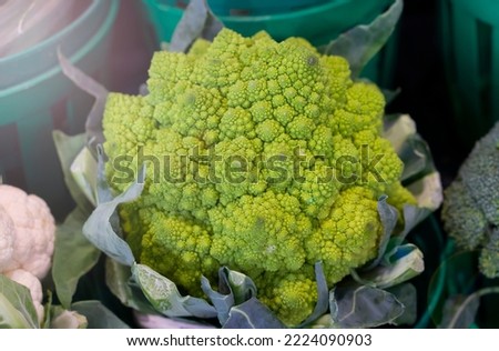 Romanesco broccoli or Romanesco cauliflower. Green vegetable background of Romanesco cabbage. Romanesco cabbage close-up. Agricultural business. Growing vegetables. Plant growing.