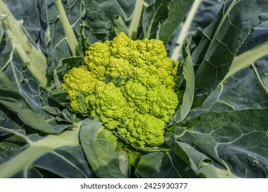 Romanesco broccoli also known as broccolo romanesco, romanesque cauliflower, or simply romanesco, is in fact a cultivar of the cauliflower.	 - Powered by Shutterstock